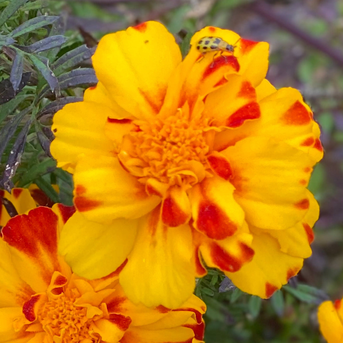 Heirloom Marigold Seeds - Set of 100 Seeds for Your Blooming Garden