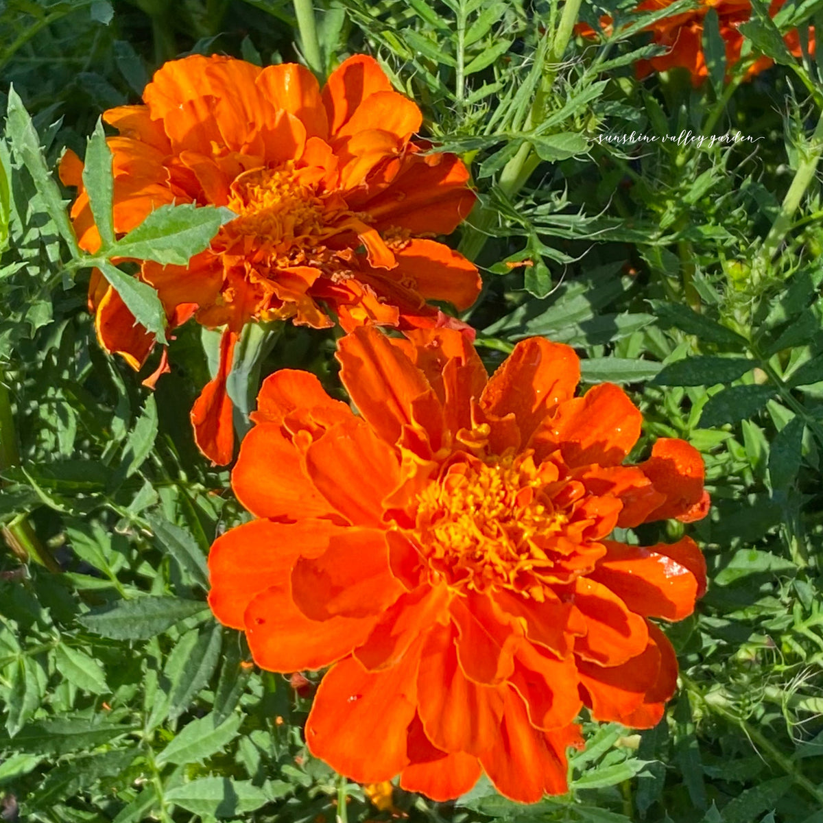 Heirloom Marigold Seeds - Set of 100 Seeds for Your Blooming Garden
