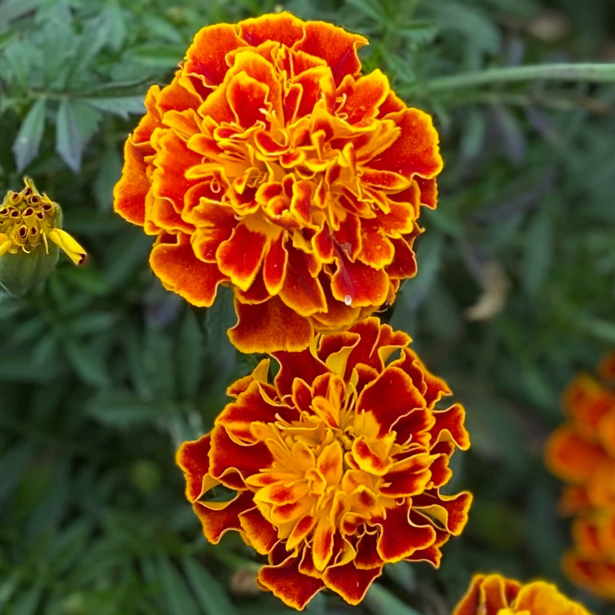 Heirloom Marigold Seeds - Set of 100 Seeds for Your Blooming Garden