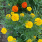 Heirloom Marigold Seeds - Set of 100 Seeds for Your Blooming Garden