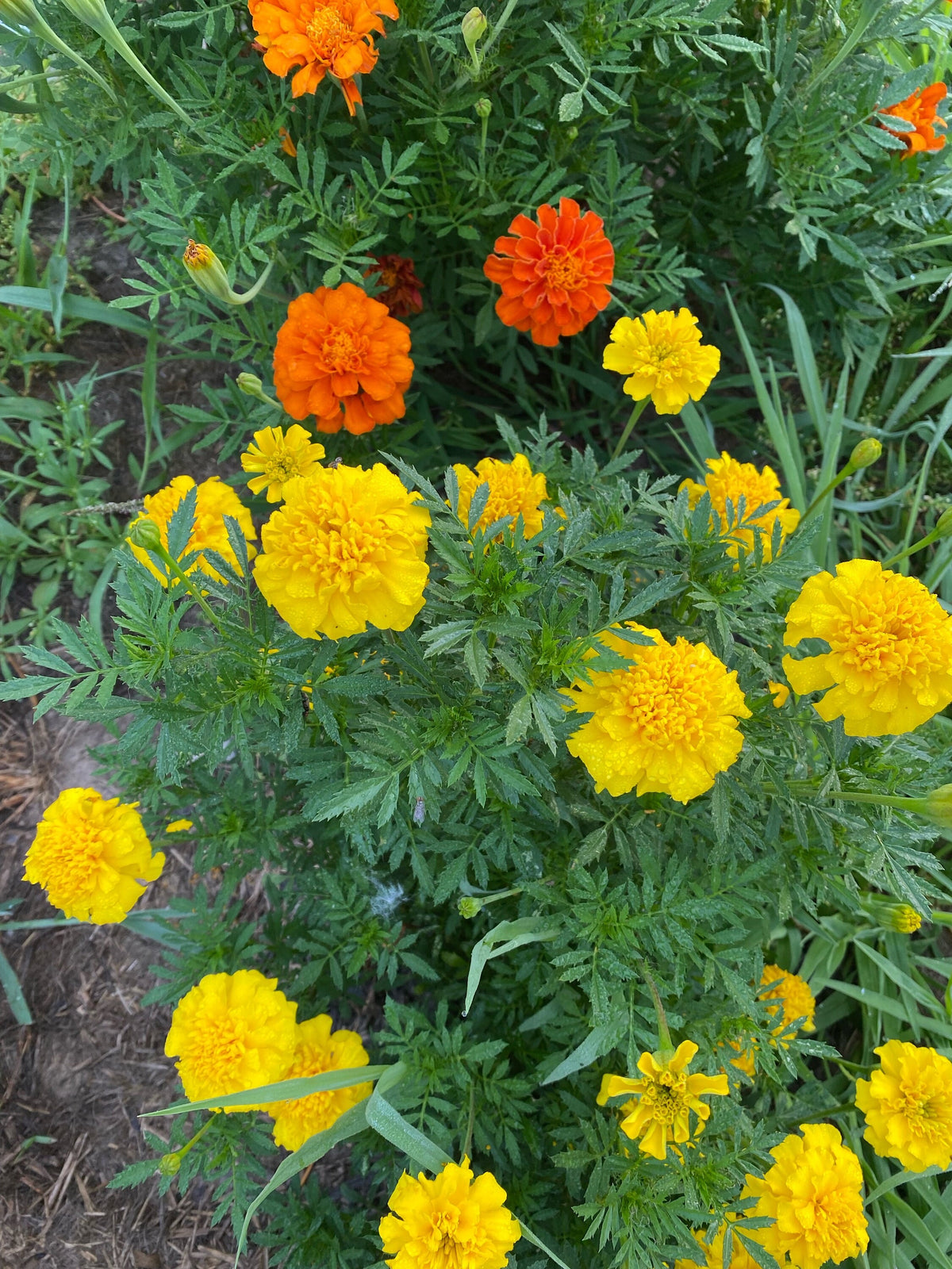 Heirloom Marigold Seeds - Set of 100 Seeds for Your Blooming Garden