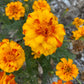 Heirloom Marigold Seeds - Set of 100 Seeds for Your Blooming Garden