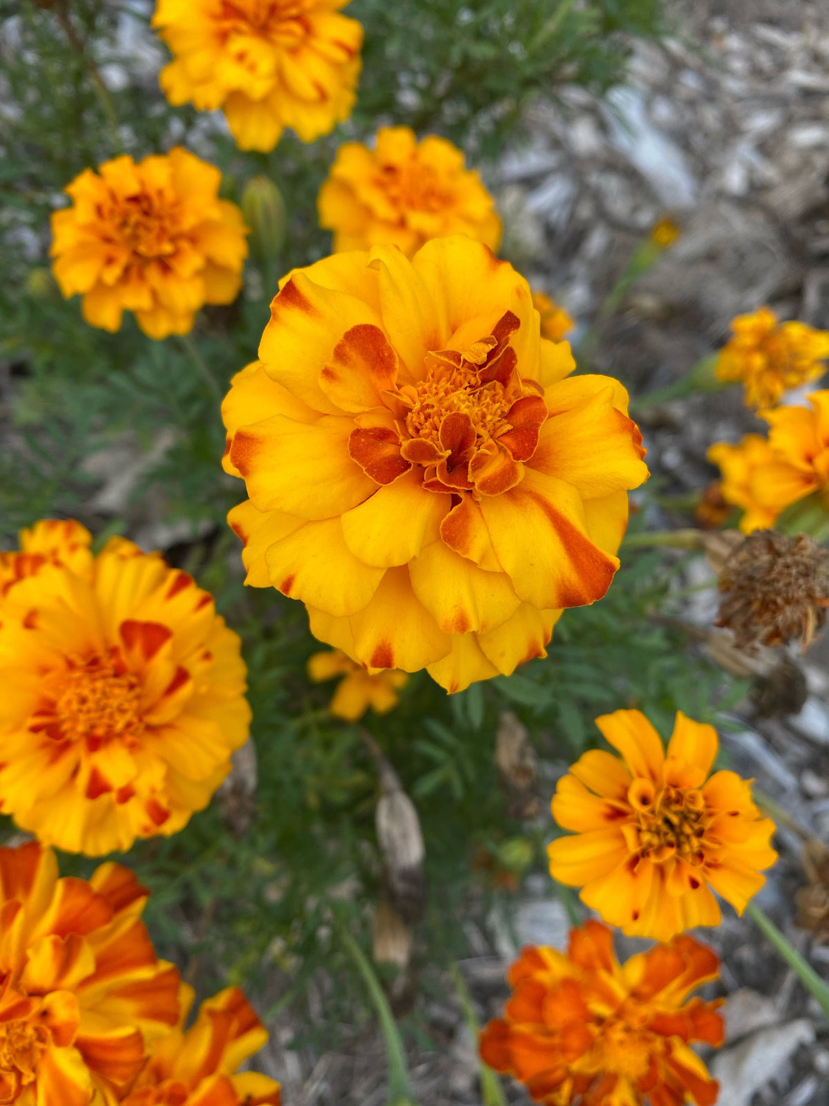 Heirloom Marigold Seeds - Set of 100 Seeds for Your Blooming Garden