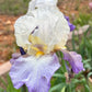 Bearded Iris Live Plant – 1 Fan