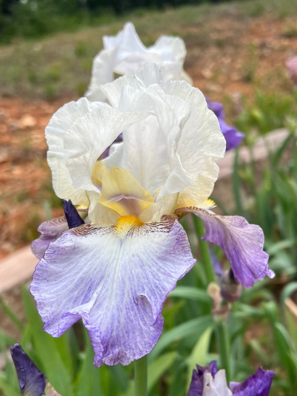 Bearded Iris Live Plant – 1 Fan