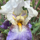 Bearded Iris Live Plant – 1 Fan