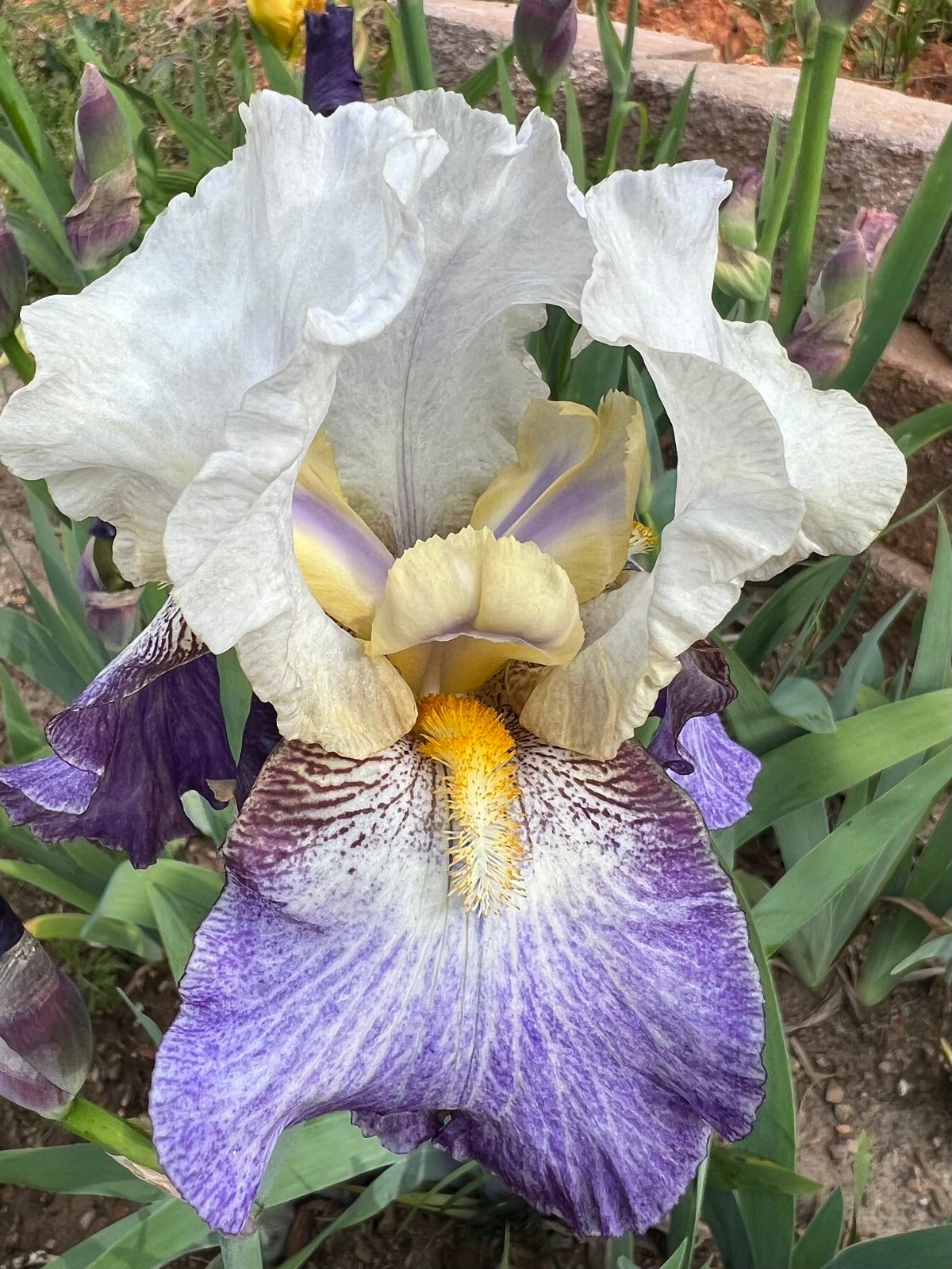 Bearded Iris Live Plant – 1 Fan
