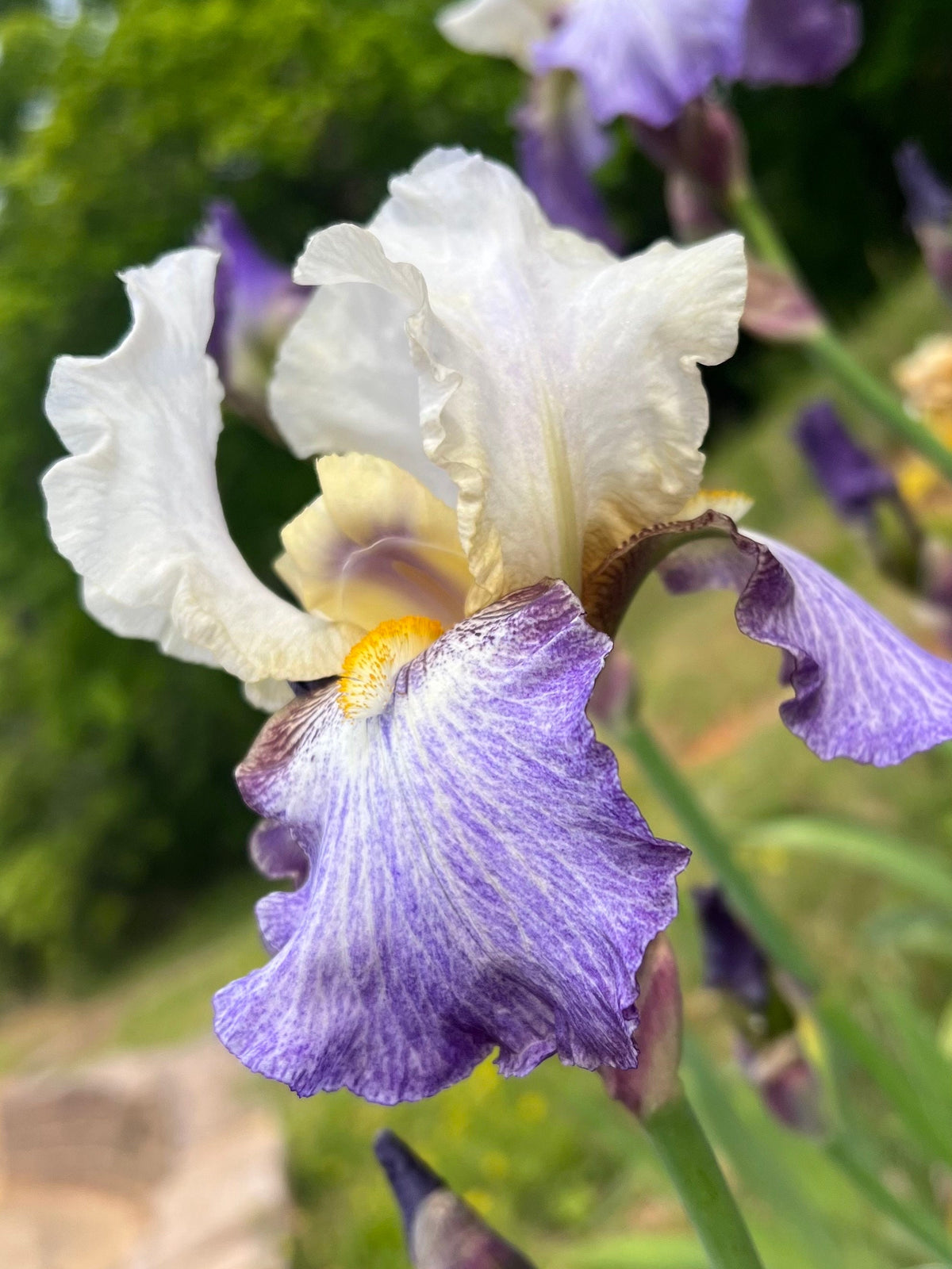 Bearded Iris Live Plant – 1 Fan