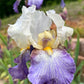 Bearded Iris Live Plant – 1 Fan