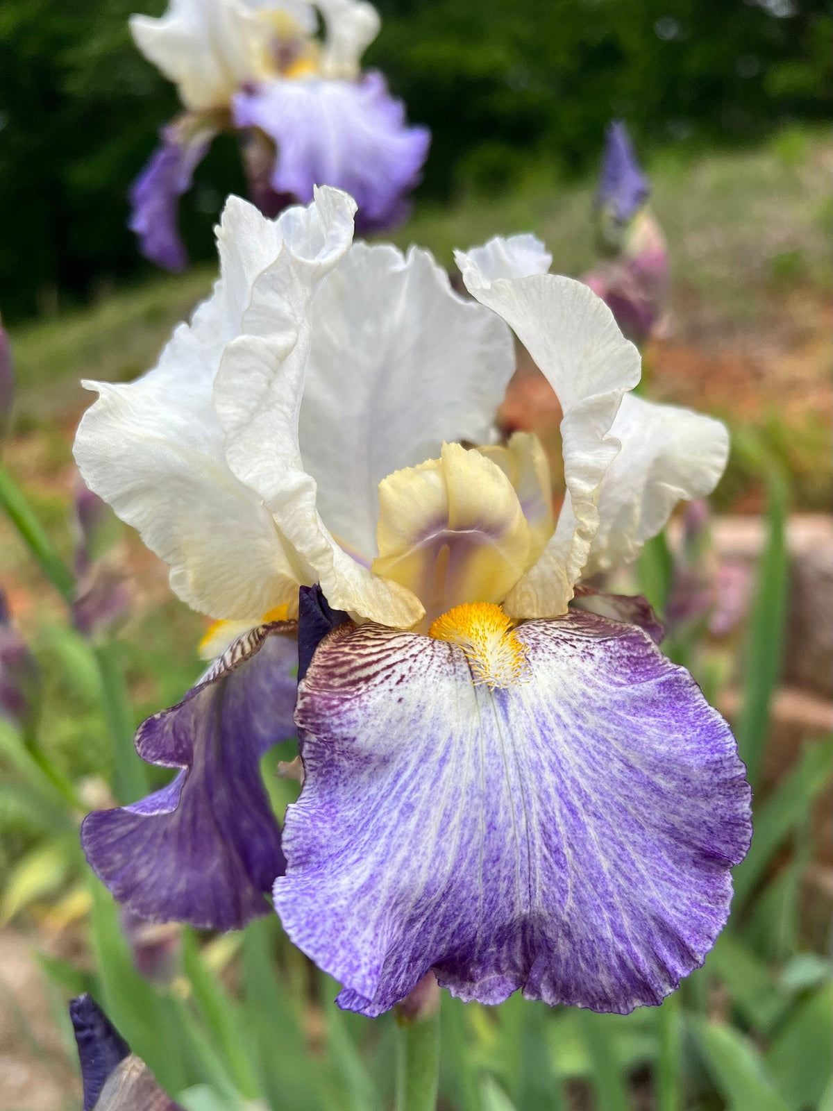 Bearded Iris Live Plant – 1 Fan