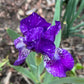 Dwarf Bearded Iris – Deep Purple & White Splash
