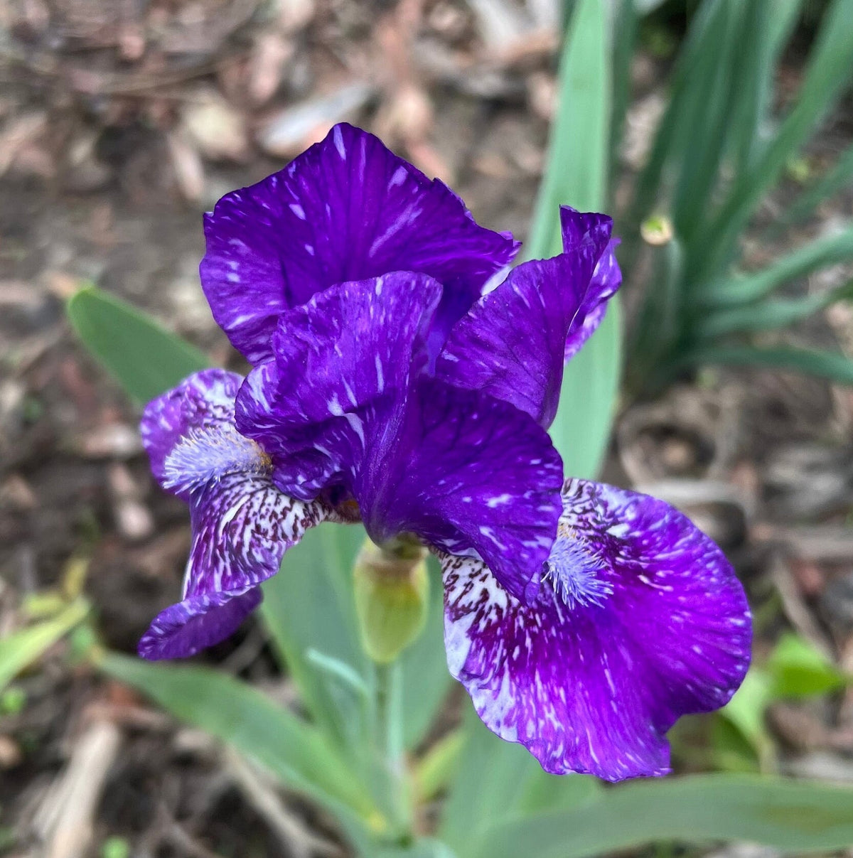 Dwarf Bearded Iris – Deep Purple & White Splash