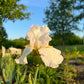 Bearded Iris Live Plant 1 Fan