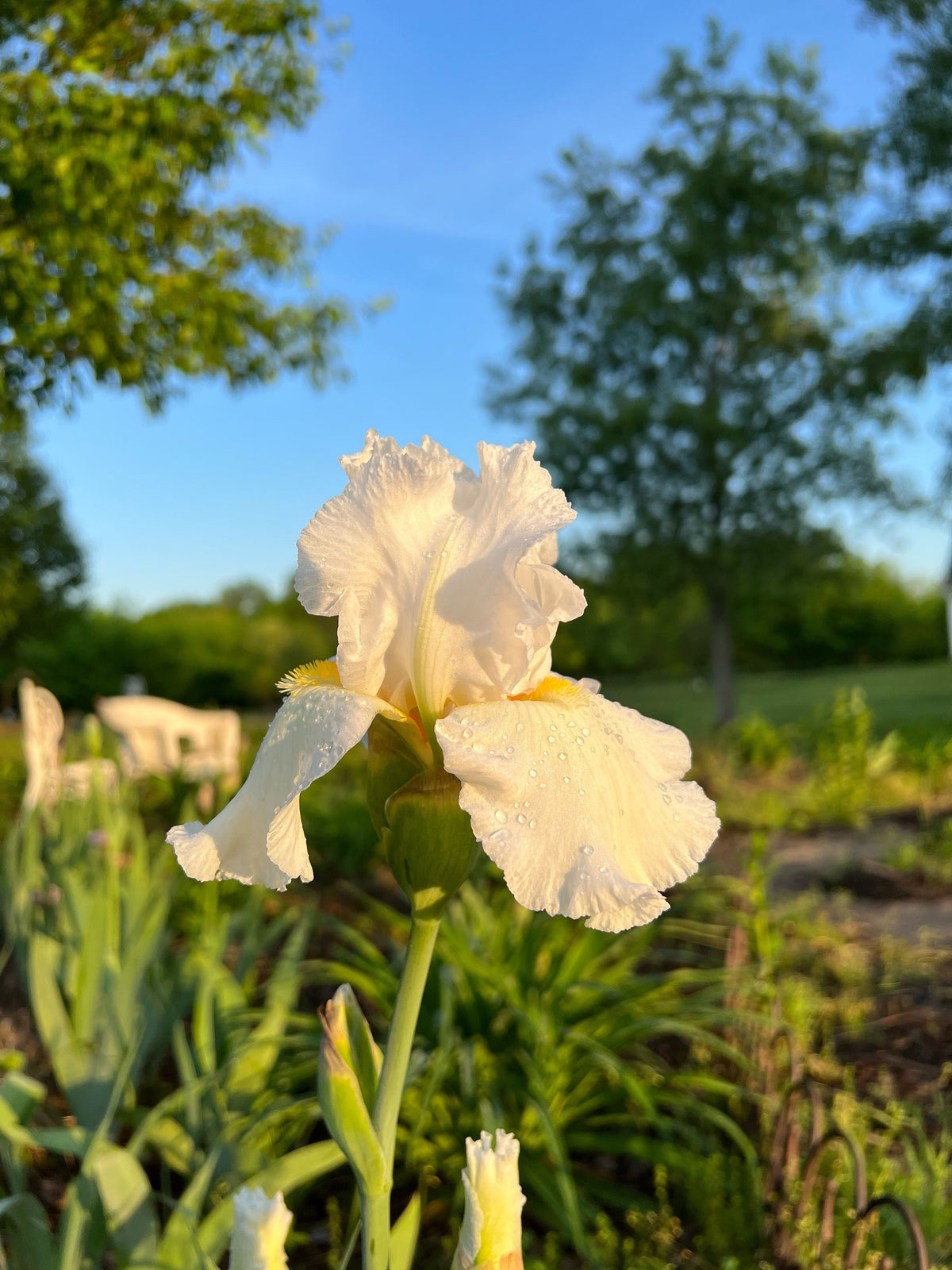 Bearded Iris Live Plant 1 Fan
