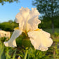 Bearded Iris Live Plant 1 Fan