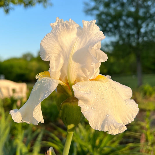 Bearded Iris Live Plant 1 Fan