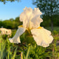 Bearded Iris Live Plant 1 Fan