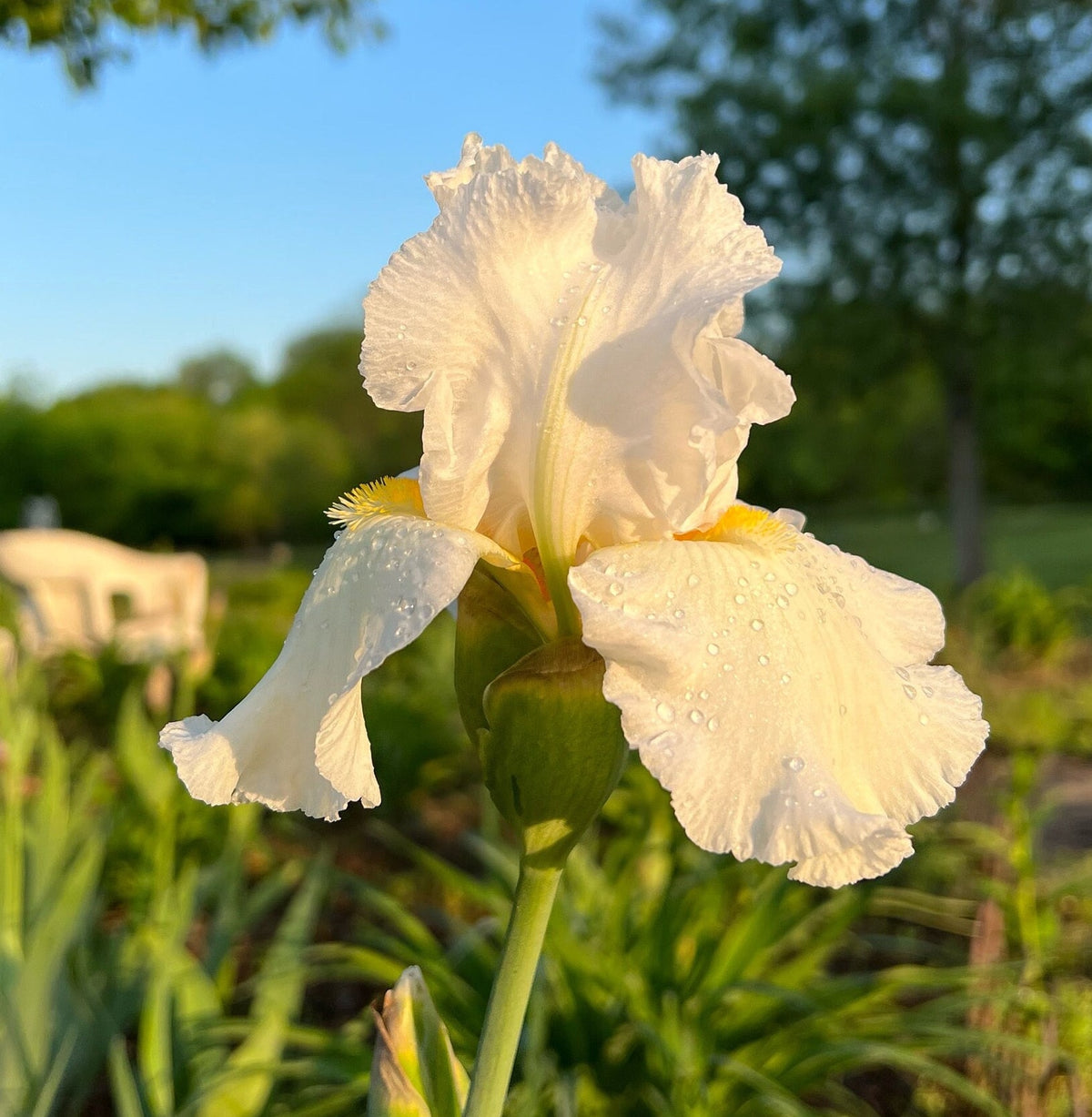 Bearded Iris Live Plant 1 Fan