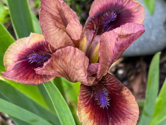 Dwarf Bearded Iris Live Plant - Petite Perennial