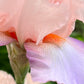 Blush Pink Ruffled Bearded Iris – 1 Live Fan