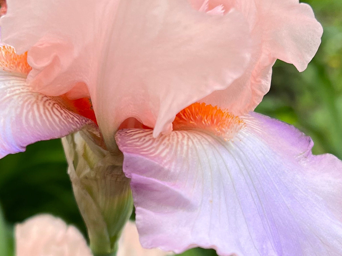Blush Pink Ruffled Bearded Iris – 1 Live Fan