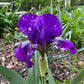 Dwarf Bearded Iris – Deep Purple & White Splash