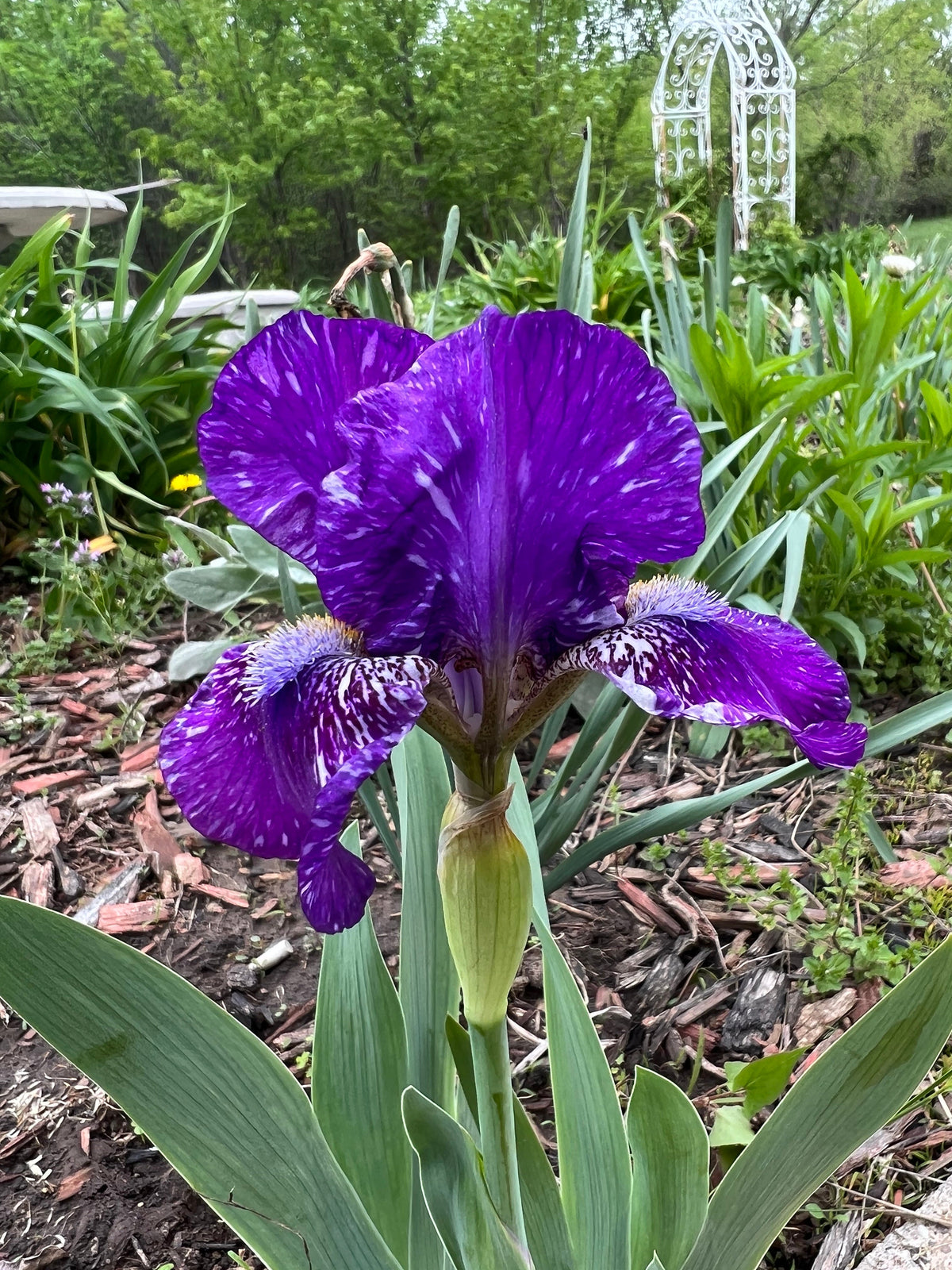 Dwarf Bearded Iris – Deep Purple & White Splash