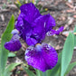 Dwarf Bearded Iris – Deep Purple & White Splash