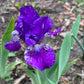 Dwarf Bearded Iris – Deep Purple & White Splash