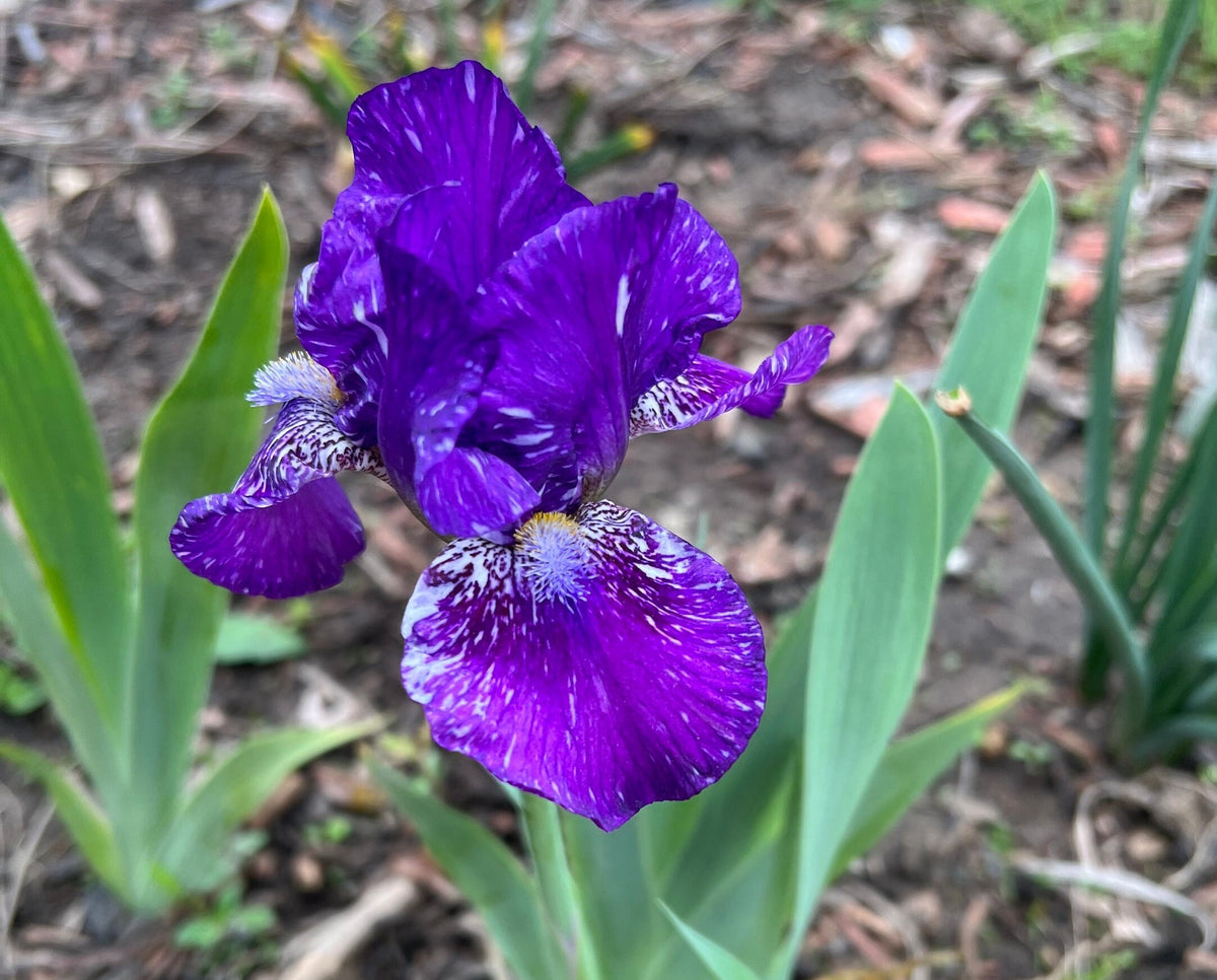 Dwarf Bearded Iris – Deep Purple & White Splash