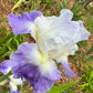 Bearded Iris Live Plant – 1 Fan | Hardy Perennial