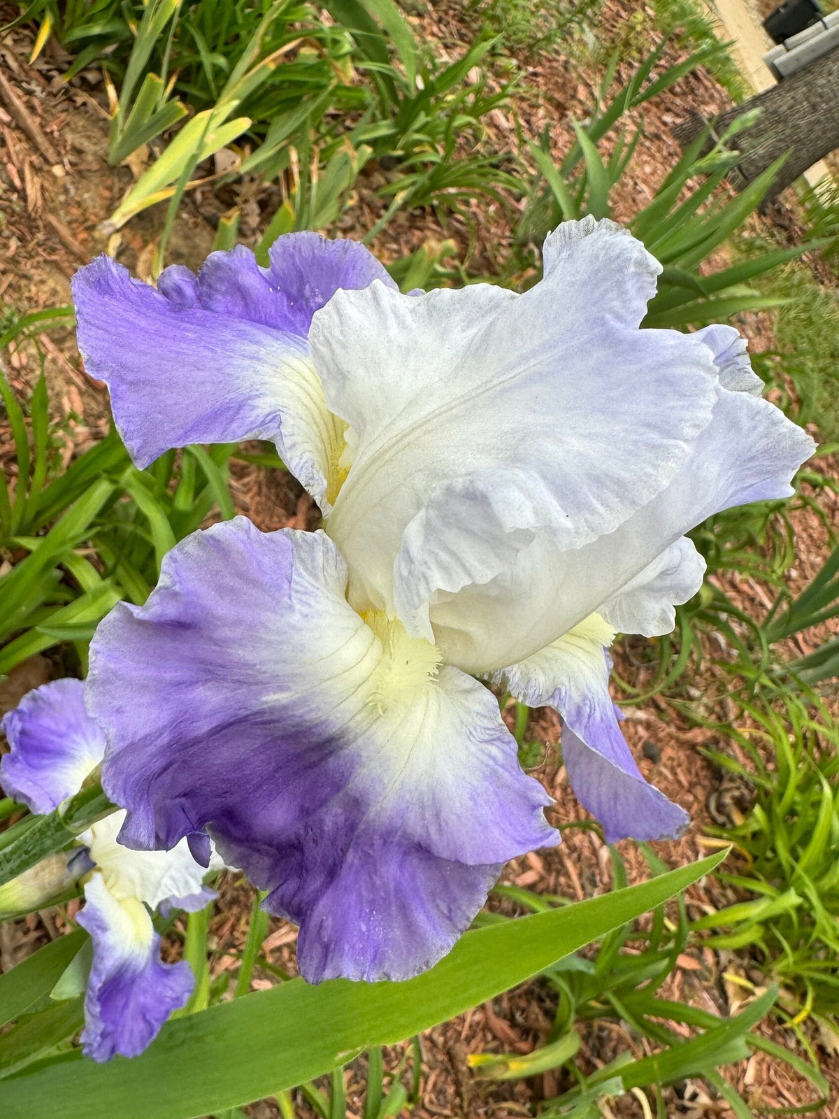 Bearded Iris Live Plant – 1 Fan | Hardy Perennial