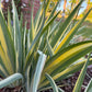 Zebra Bearded Iris – Purple Bloom with Variegated Foliage