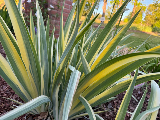 Zebra Bearded Iris – Purple Bloom with Variegated Foliage