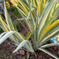 Zebra Bearded Iris – Purple Bloom with Variegated Foliage