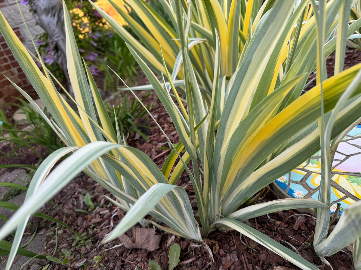 Zebra Bearded Iris – Purple Bloom with Variegated Foliage