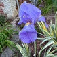 Zebra Bearded Iris – Purple Bloom with Variegated Foliage