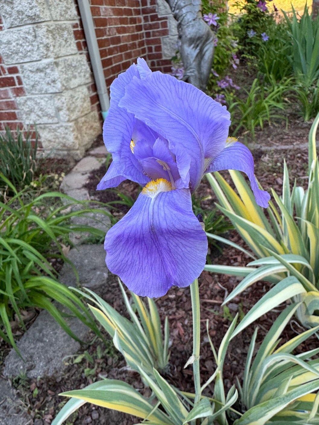 Zebra Bearded Iris – Purple Bloom with Variegated Foliage