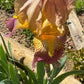 Historic Rameses Bearded Iris Live Plant Fan
