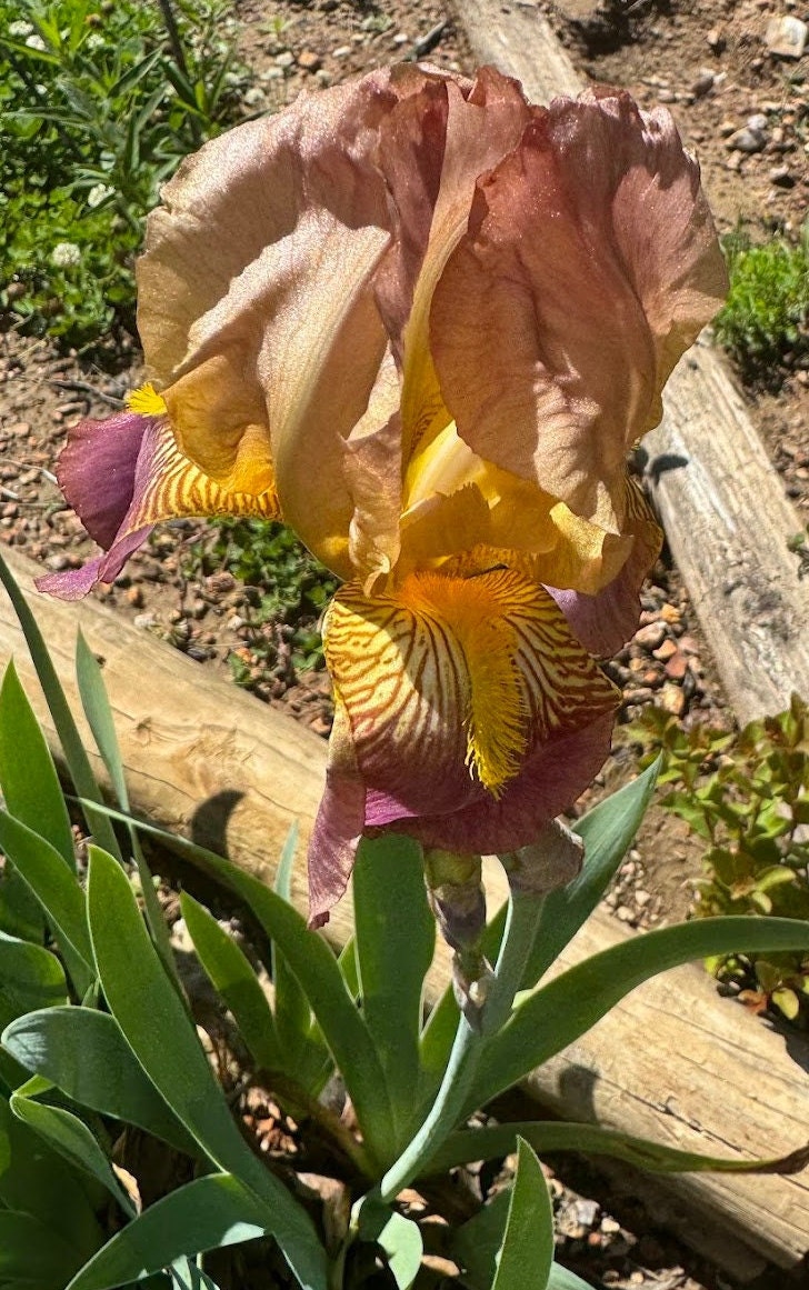 Historic Rameses Bearded Iris Live Plant Fan