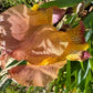 Historic Rameses Bearded Iris Live Plant Fan