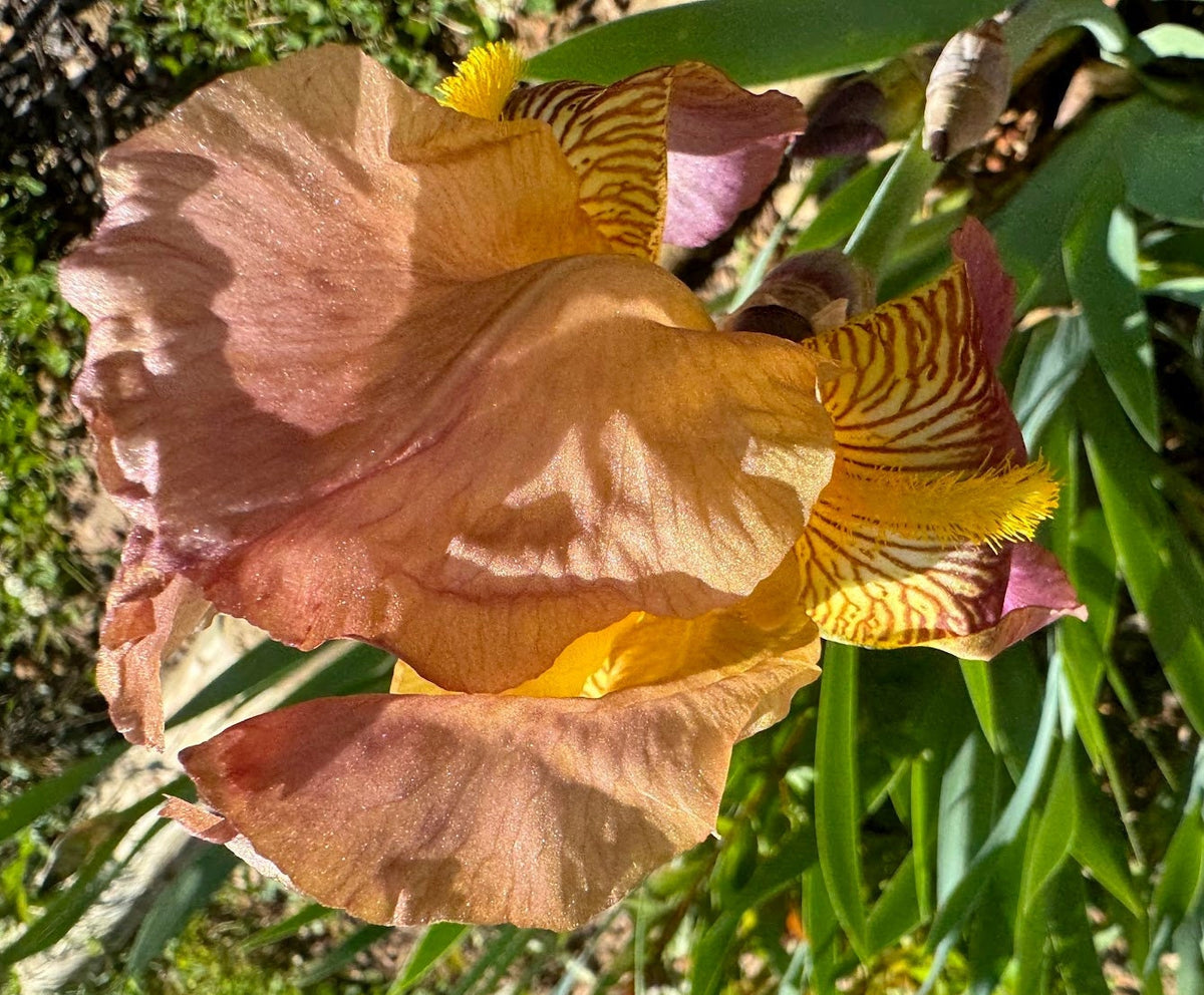 Historic Rameses Bearded Iris Live Plant Fan
