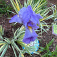 Zebra Bearded Iris – Purple Bloom with Variegated Foliage