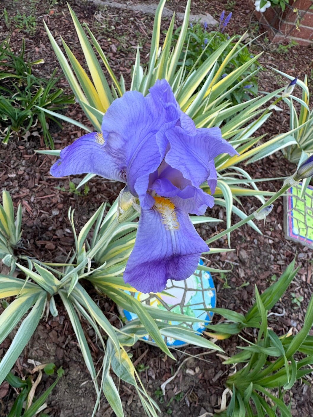 Zebra Bearded Iris – Purple Bloom with Variegated Foliage