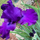 Deep Purple Bearded Iris – 1 Live Fan