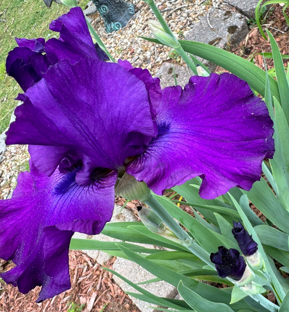 Deep Purple Bearded Iris – 1 Live Fan