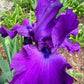 Deep Purple Bearded Iris – 1 Live Fan