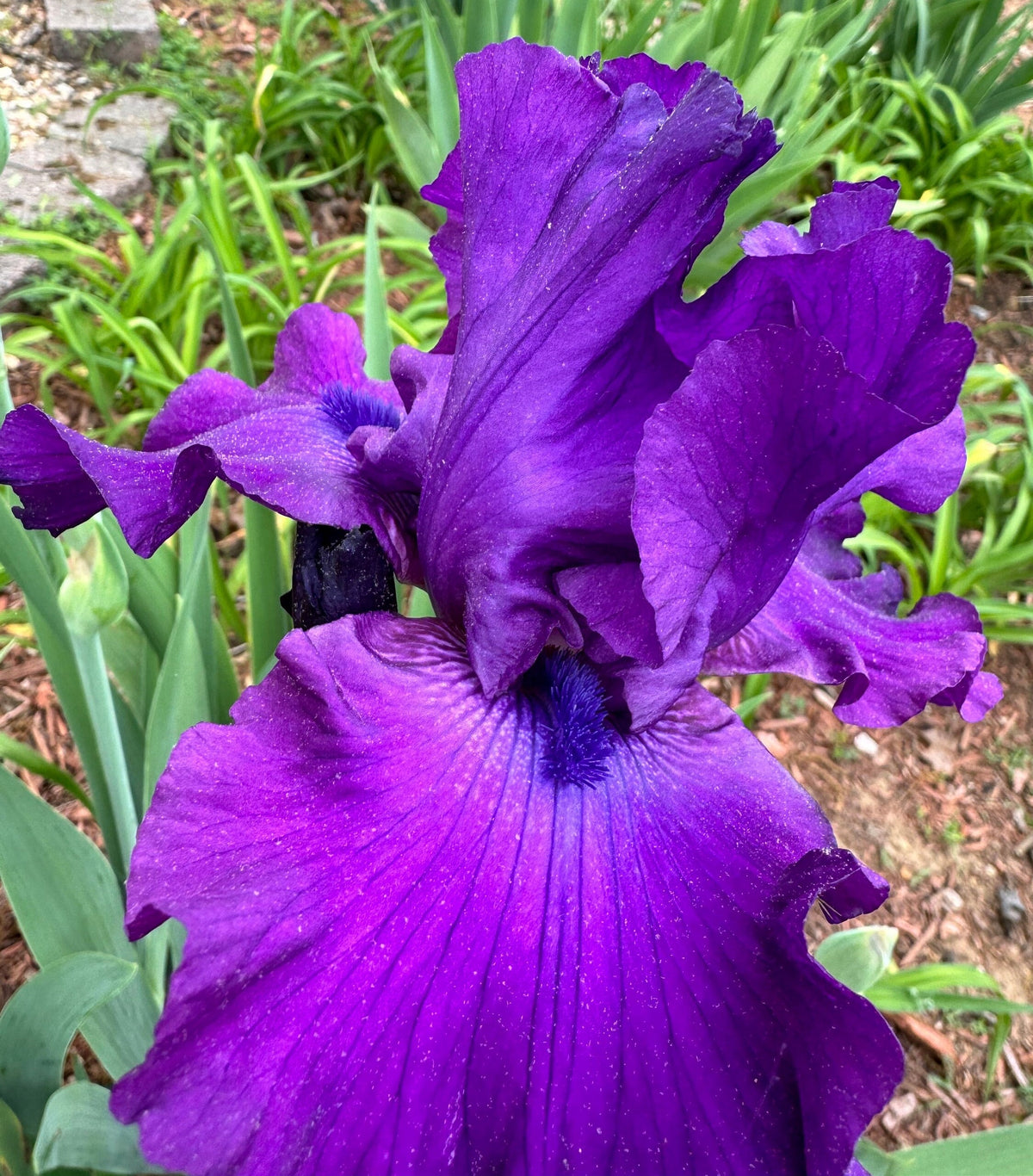 Deep Purple Bearded Iris – 1 Live Fan