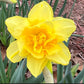 Daffodil 4 Bulb Mix
