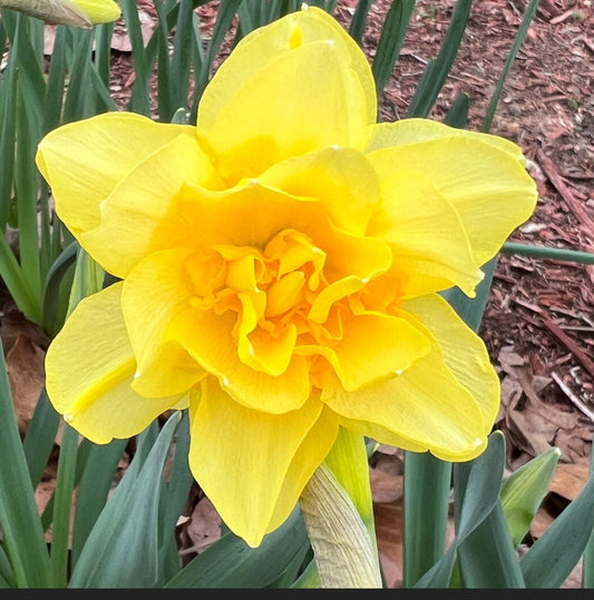Daffodil 4 Bulb Mix